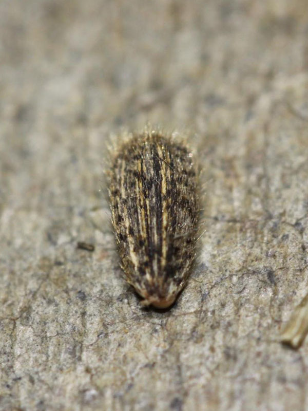 Seed fuzzy; almost rectangular, but with rounded edges