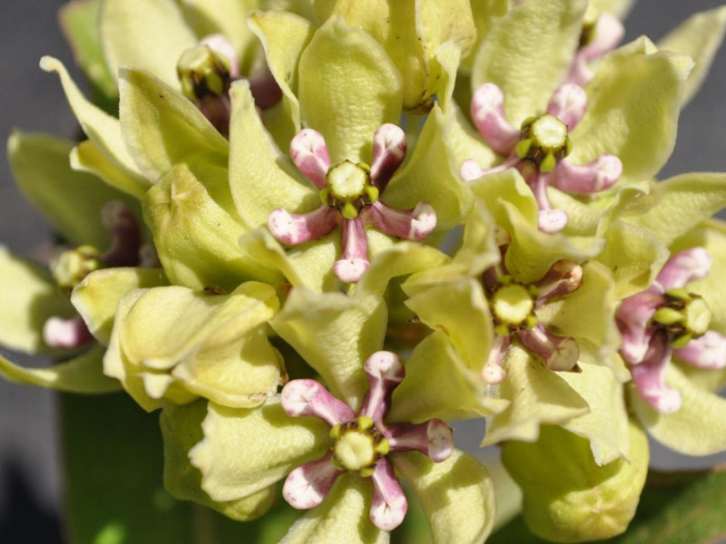 Green flowers with purple, star-shaped center