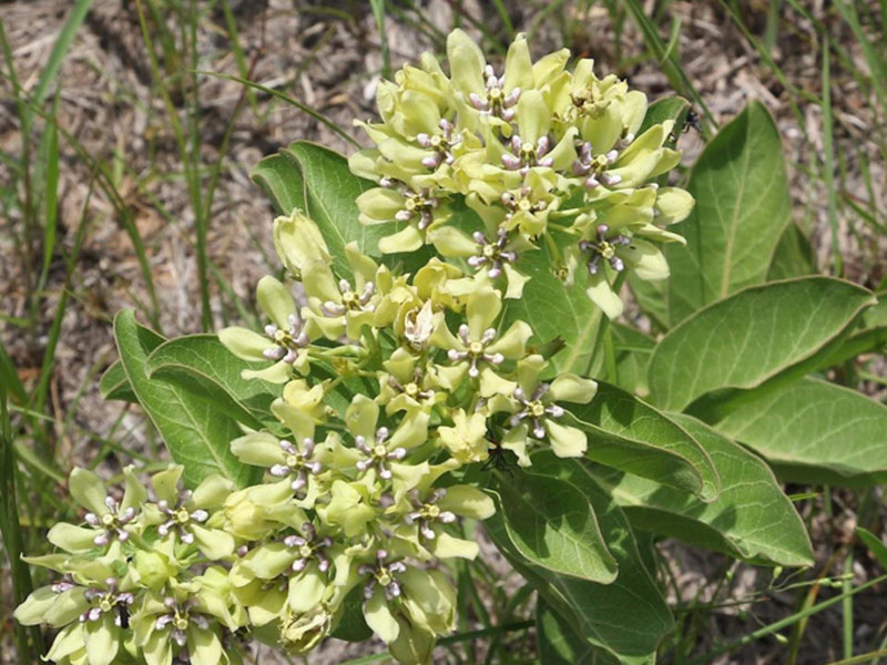 Green flowers with purple, star-shaped center