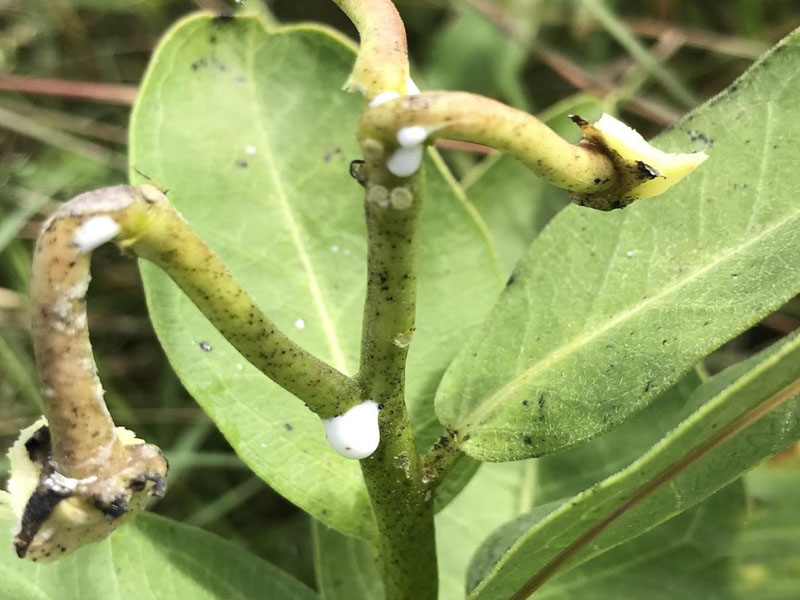 Leaks milky sap when cut