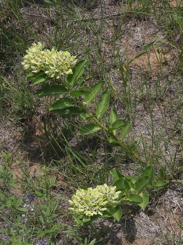 Usually grows leaning along ground