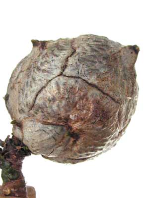 A small, round, brown Arizona Cypress bud. A small, round, brown Arizona Cypress bud.