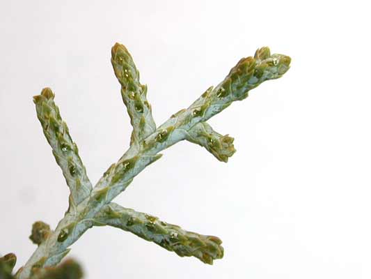 A slender, stem-like gray-green Arizona Cypress leaf. A slender, stem-like gray-green Arizona Cypress leaf.