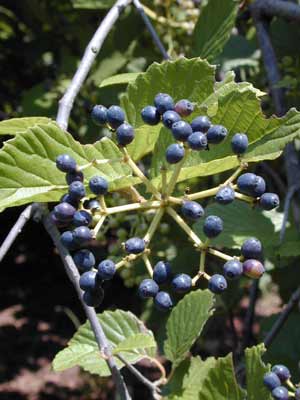 A cluster of small, round purple berries on an Arrowwood plant. A cluster of small, round purple berries on an Arrowwood plant.