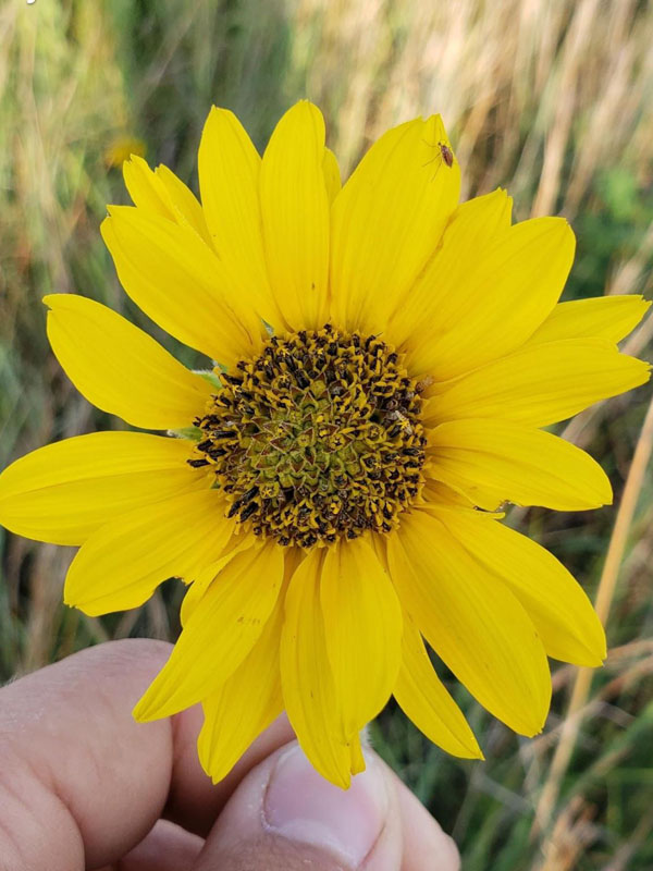 Flowers yellow with darker yellow-brown centers