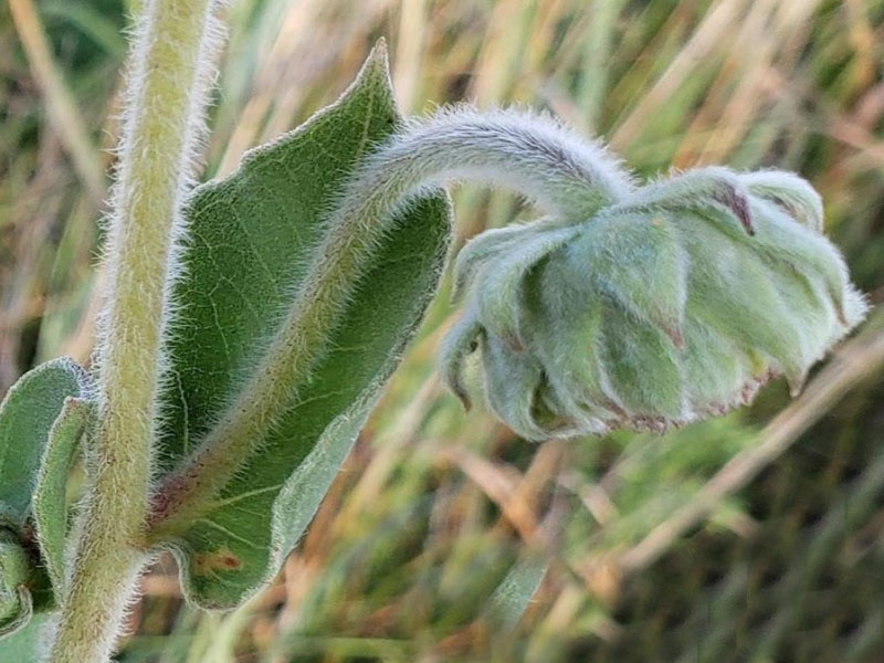 Flower heads grow from point where leaf connects to stem