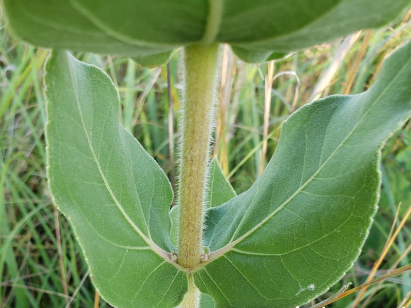 Leaves paired wavy and directly attached to stem