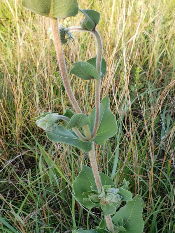 Tall stems not branched except flower stems