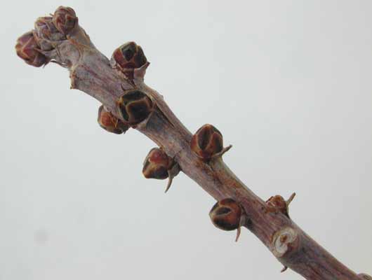 A brown Bald Cypress branch with several small round buds growing on it. A brown Bald Cypress branch with several small round buds growing on it.