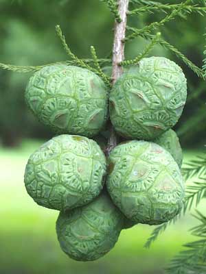 The round, green, scale-like seeds of a Bald Cypress. The round, green, scale-like seeds of a Bald Cypress.