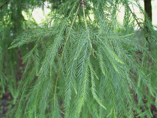 The needle-like green leaves of a Bald Cypress. The needle-like green leaves of a Bald Cypress.