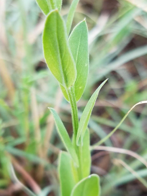 Alternting small, narrow leaves