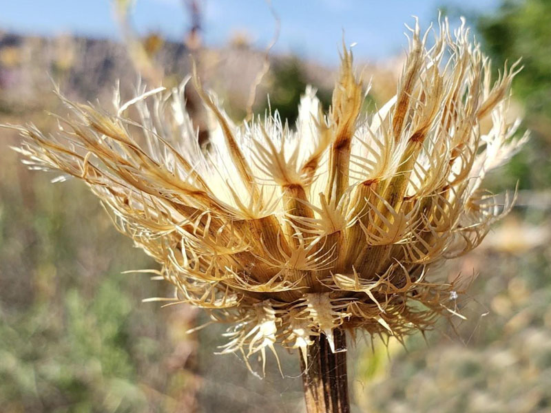 Flower heads look like woven baskets when dead