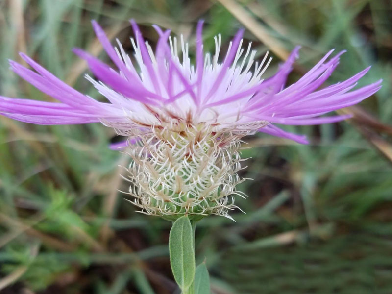 Large, showy pink flower heads
