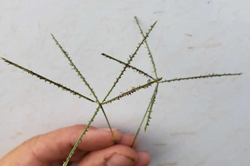 Seedhead with 3-11 (usually 5) branches at tips of stem; "windmill" branches.