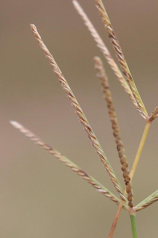 Spikelets tiny (no awns) along one side, attached directly to branch.