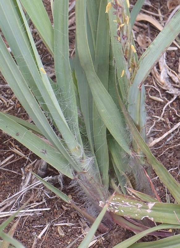 Hairy leaf blade edges and sheaths, leaf blade tapering at the base