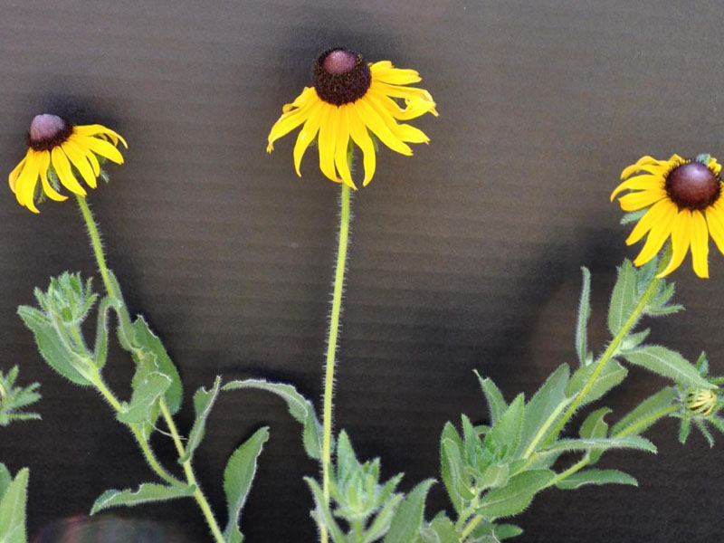 Blackeyed Susan Oklahoma State University