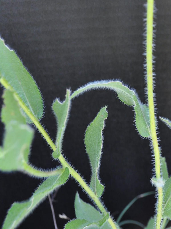 Fuzzy leaves and stems