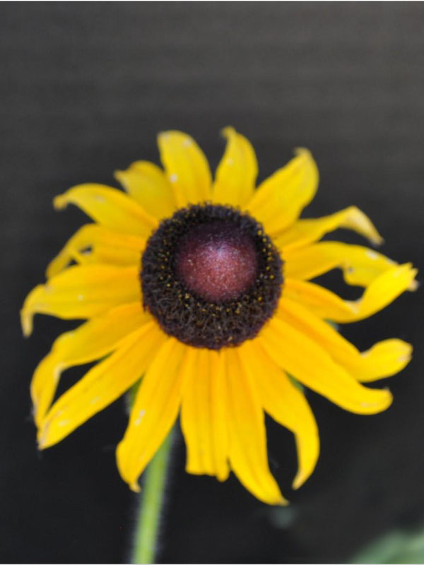 Yellow flowers with dark-brown elevated center