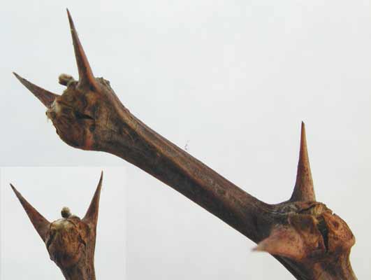 A close up image of the thorny Black Locust buds. A close up image of the thorny Black Locust buds.
