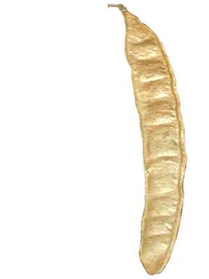 A long, slender, brown and papery bean pod of a Black Locust. A long, slender, brown and papery bean pod of a Black Locust.