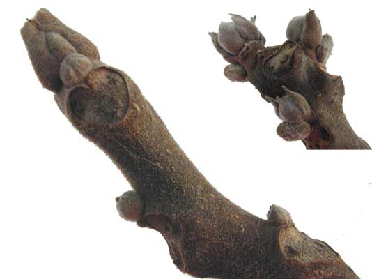 A dark brown Black Walnut branch with small buds. A dark brown Black Walnut branch with small buds.