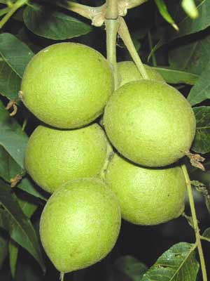 The green, round and smooth seeds of a Black Walnut. The green, round and smooth seeds of a Black Walnut.