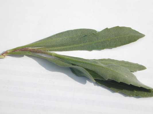 Fuzzy, light green Blanket Flower leaves with saw-like edges on the top part of the leaf. Fuzzy, light green Blanket Flower leaves with saw-like edges on the top part of the leaf.