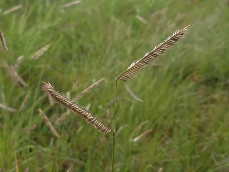Seedheads with 1-4 branches per stem