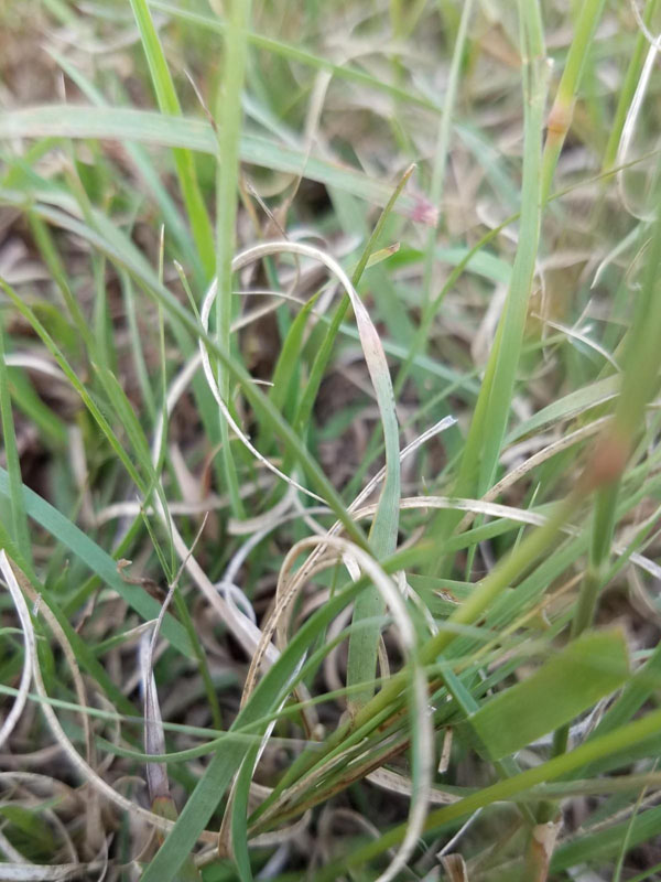 Blue Grama Oklahoma State University