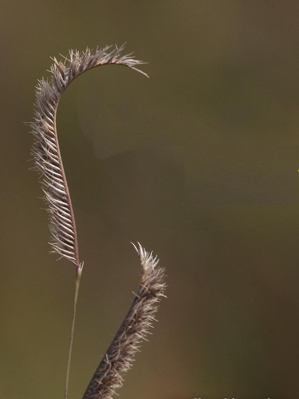 Seedhead branches curved when mature