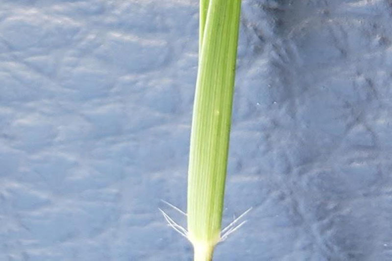 Sparse long white hairs where leaf and sheath meet (collar)