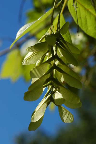 An up-close image of a branch with green, oval shaped leaves from a Box Elder plant. An up-close image of a branch with green, oval shaped leaves from a Box Elder plant.