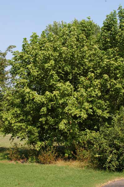 A large, green Box Elder tree growing in a yard. A large, green Box Elder tree growing in a yard.