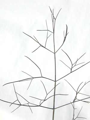 The long, skinny branches of a Bronze Fennel plant. The long, skinny branches of a Bronze Fennel plant.