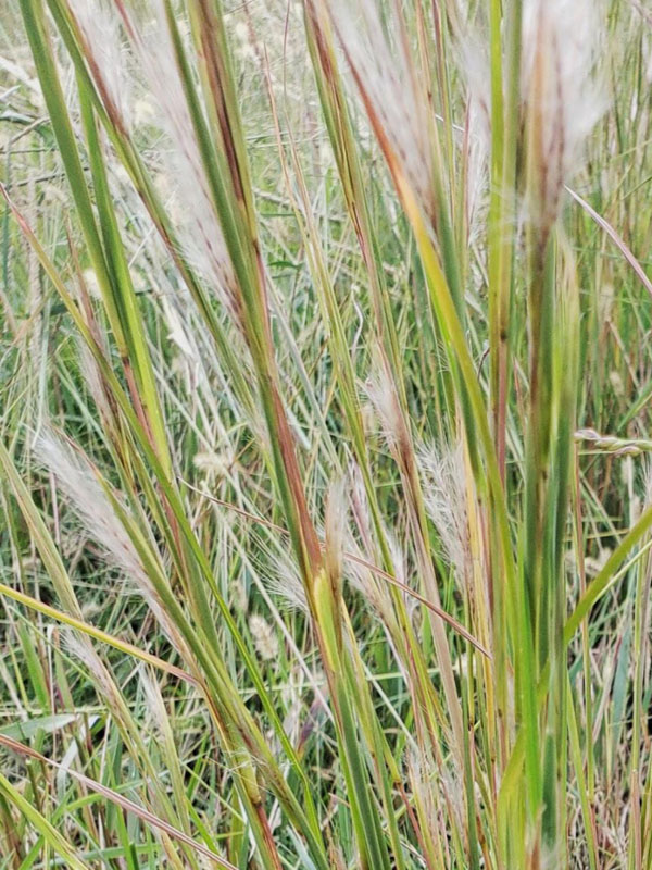 Broomsedge Bluestem Oklahoma State University