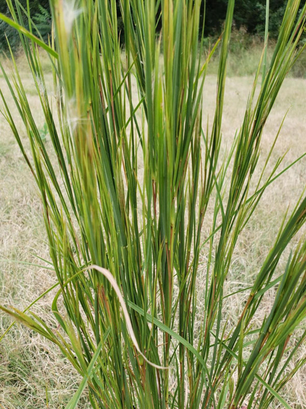 Broomsedge Bluestem Oklahoma State University