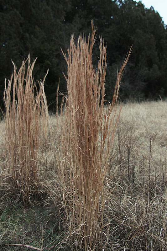 Broomsedge Bluestem Oklahoma State University