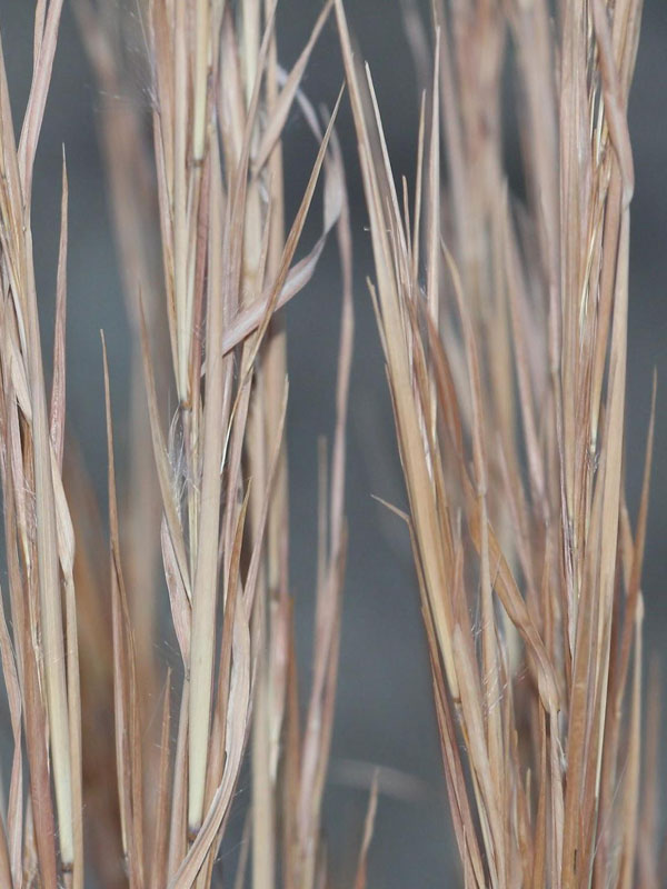 The light brown straw-like stems in winter of Broomsedge Bluestem. The light brown straw-like stems in winter of Broomsedge Bluestem.