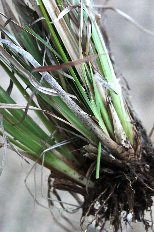 Broomsedge Bluestem Oklahoma State University