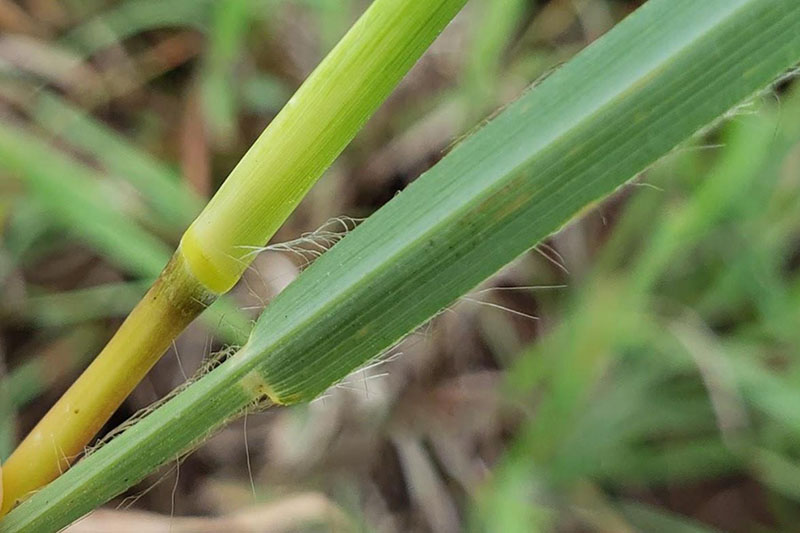 An image showing the blades folded near collar on Broomsedge Bluestem. An image showing the blades folded near collar on Broomsedge Bluestem.