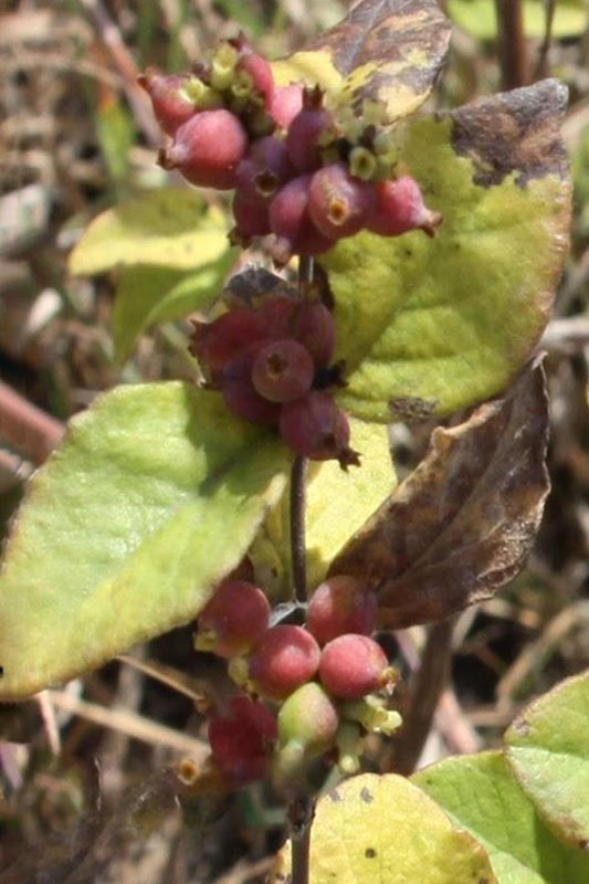 Clusters of red fruits on stems where leaves attach