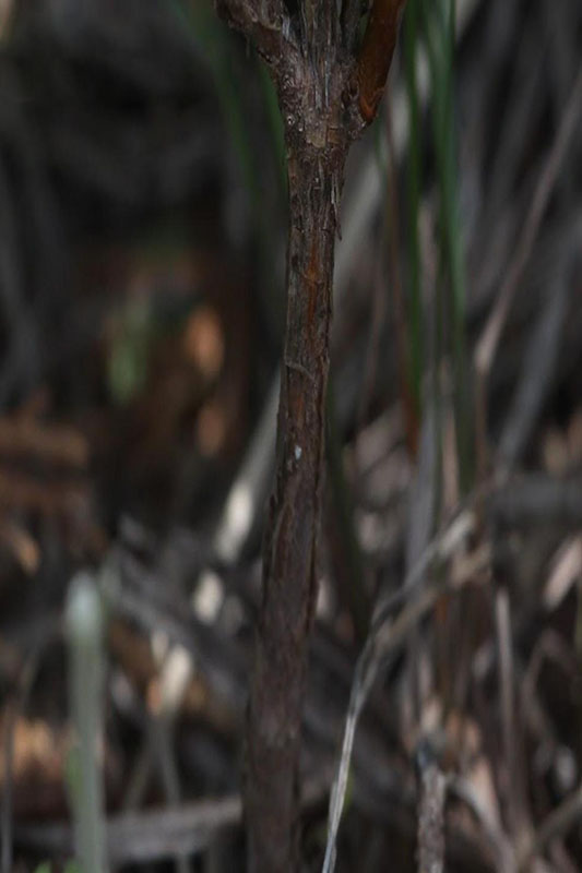 Gray-brown, shredding bark