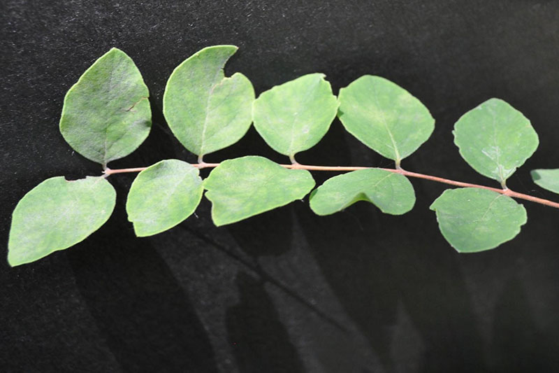 Buckbrush Oklahoma State University