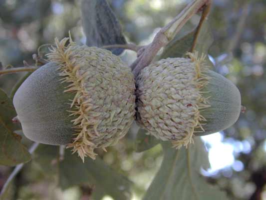 Two small, gray-green acorns from a Bur Oak. Two small, gray-green acorns from a Bur Oak.