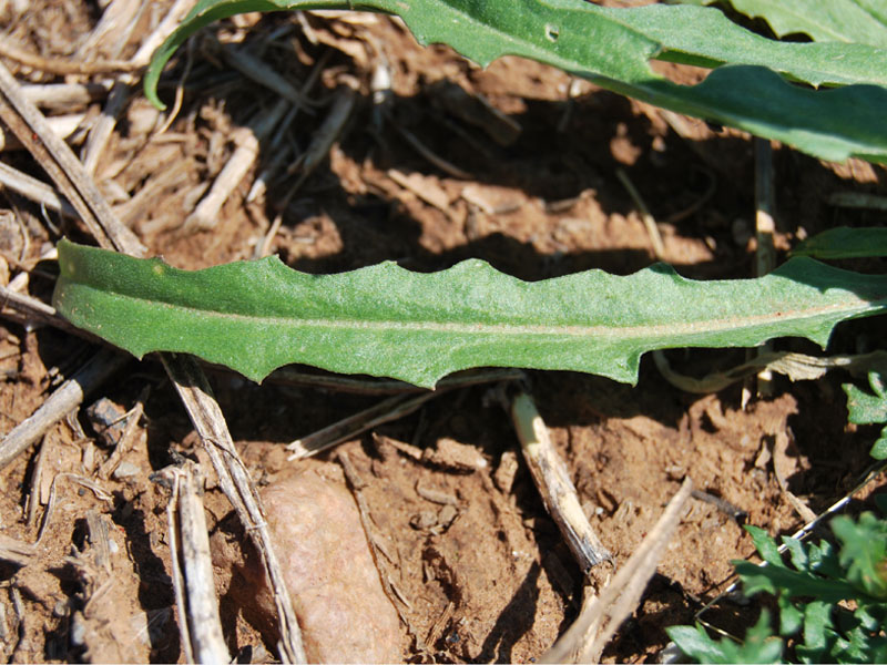 A close-up image of a long, slender Bushy Wallflower leaf. A close-up image of a long, slender Bushy Wallflower leaf.