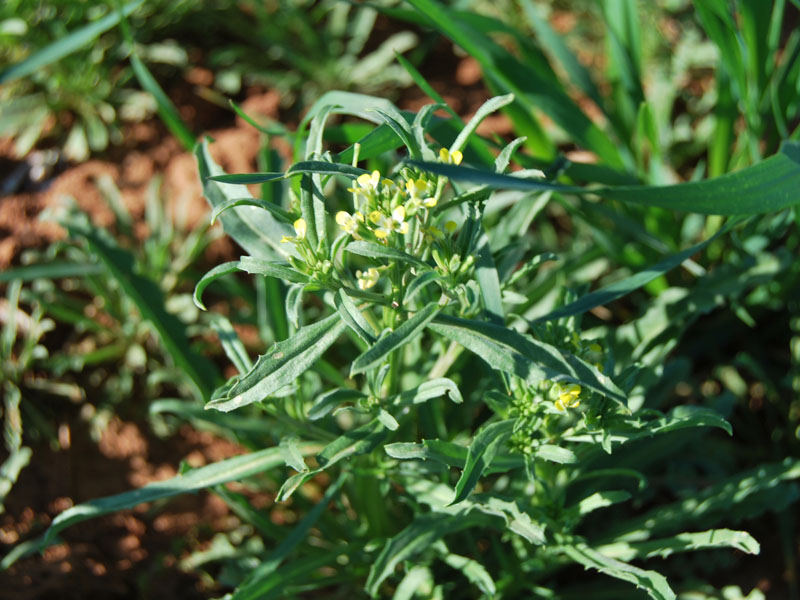 The top of a Bushy Wallflower plant with small yellow blooms. The top of a Bushy Wallflower plant with small yellow blooms.