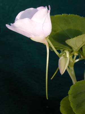 A white flower bloom of a Busy Lizzie plant. A white flower bloom of a Busy Lizzie plant.