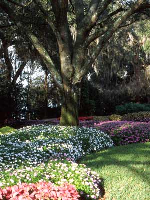 Multiple large blooming beds of Busy Lizzie plants with mutliple colors of flowers. Multiple large blooming beds of Busy Lizzie plants with mutliple colors of flowers.
